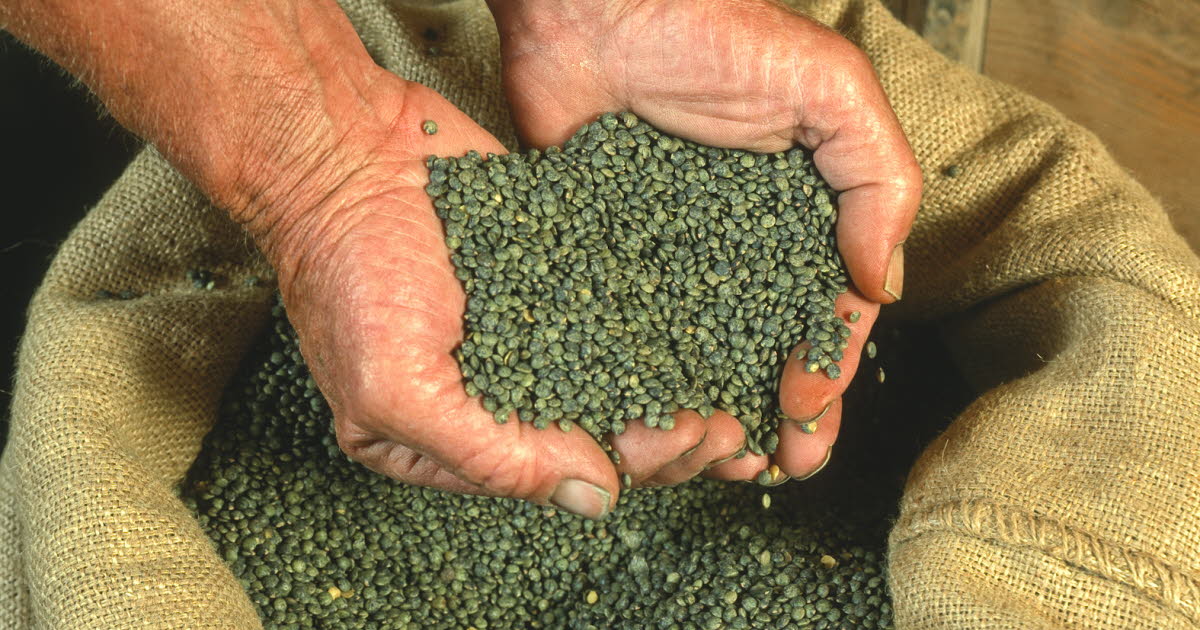 Lentille Verte du Puy AOP - GAEC FLORALINE